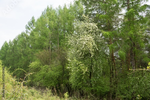Spring tree flowering. Slovakia