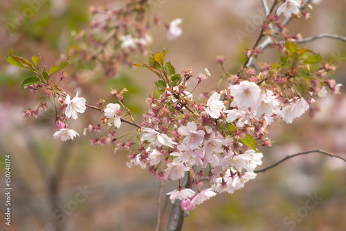 Pink cherry flowers on  Sak...