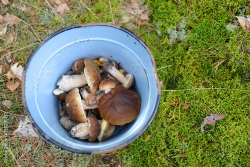 Steinpilze Pilze im Wald auf grünem Moos im Eimer