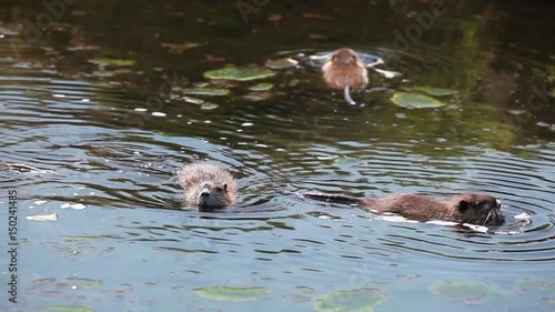 Nutria (Myocastor coypus), Sumpfbiber in der Lewitz (Mecklenburg-Vorpommern) photo