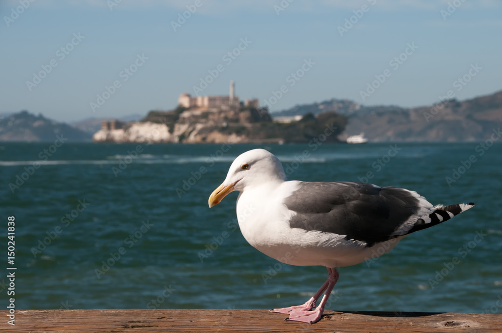 Seagull with Alcatraz Island in the background
