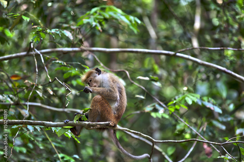 Kleine wilde Ceylon Hutaffen prägen das Bild in den Regenwäldern und der exotischen Natur auf der tropischen Insel Sri Lanka im Indischen Ozean