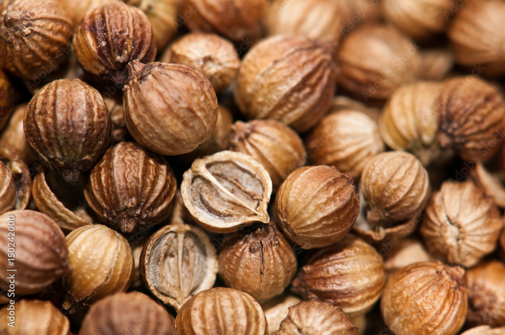 Close up photo of coriander seeds