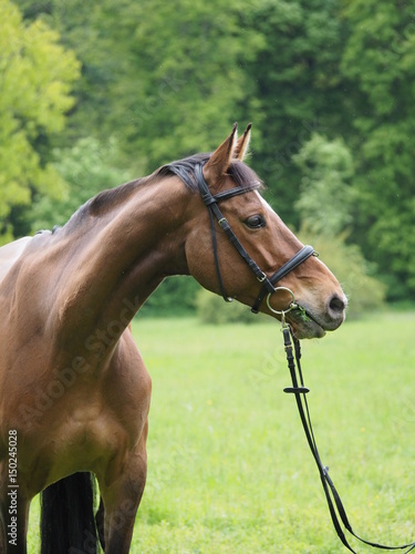 brown horse potrait, grass background