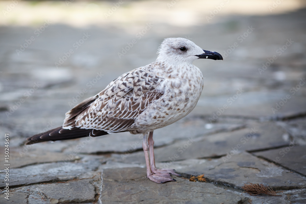 Gull stands on a stone pavement. Selective focus.