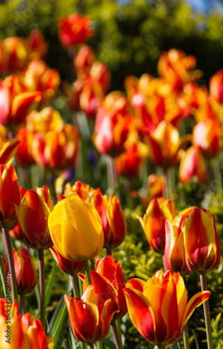 Yellow tulip in field of red-yellow tulips in Newcastle-upon-tyne  UK