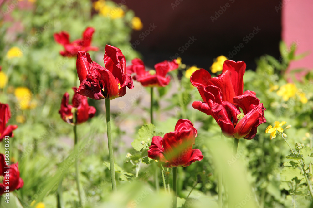 Fades red tulips