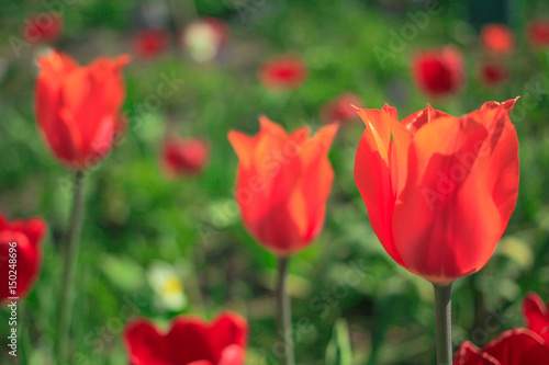 Flowering tulips in the garden © hrizantema