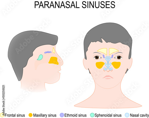 Paranasal Sinus and Nasal Cavity photo