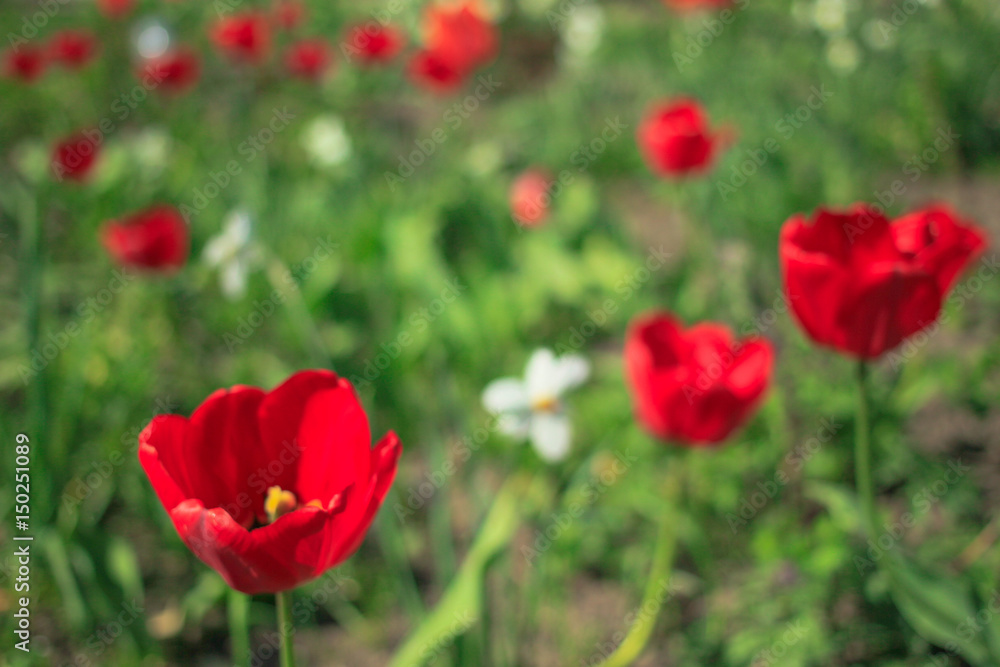 Red tulips and white daffodils in the garden, spring flowers Red tulips and white daffodils in the garden, spring flowers