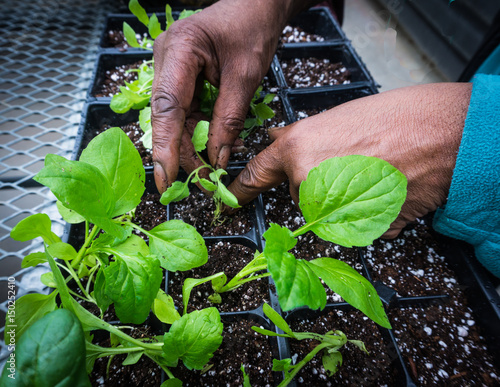 Billede på lærred human hands thinning seedlings and transplanting  into new pots