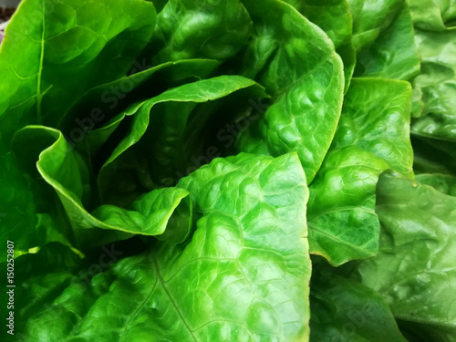 green salad leaves  macro photo