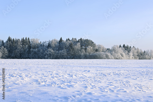 Landscape of snow-covered field and trees are spruce and birch © kingan