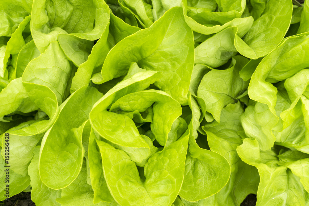 fresh green lettuce salad closeup fresh green lettuce salad closeup