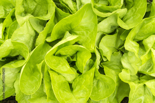 fresh green lettuce salad closeup