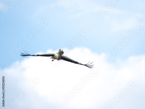 Stork (Ciconia ciconia) flying carrying branches for the nest