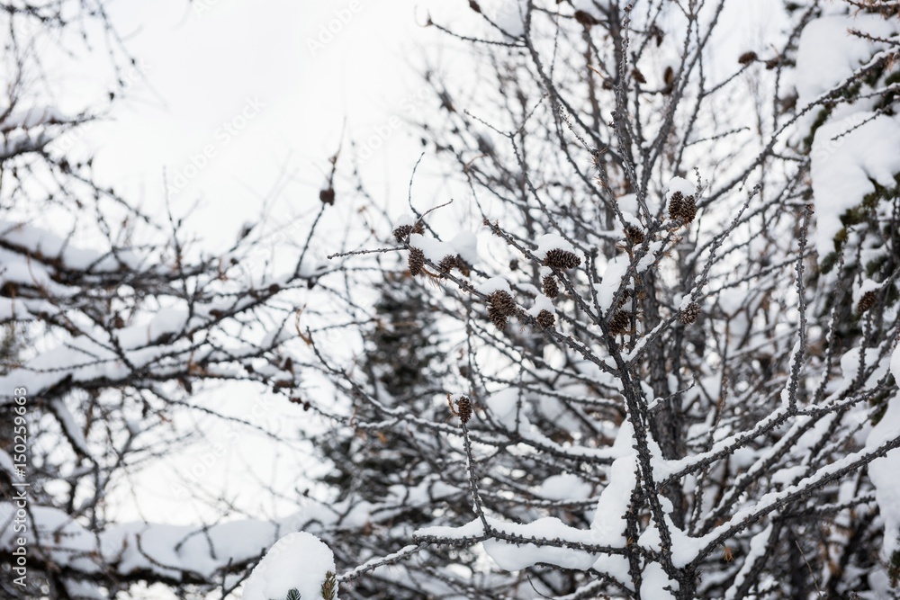Snow covered pine trees on the alp mountain slope Snow covered pine trees on the alp mountain slope