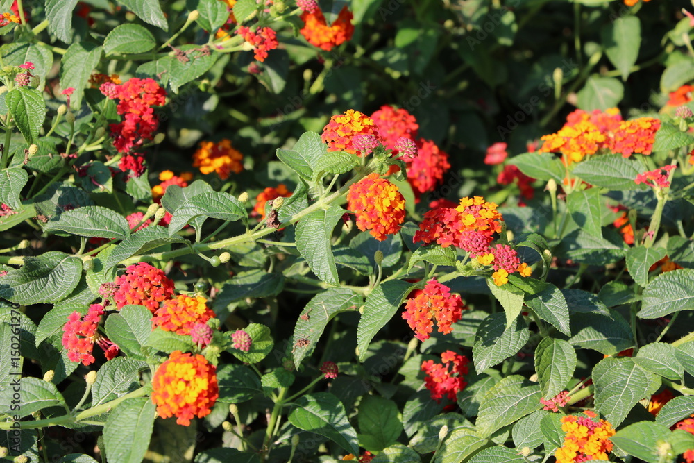 Lantana camara blooming in the garden, Italy Lantana camara blooming in the garden, Italy