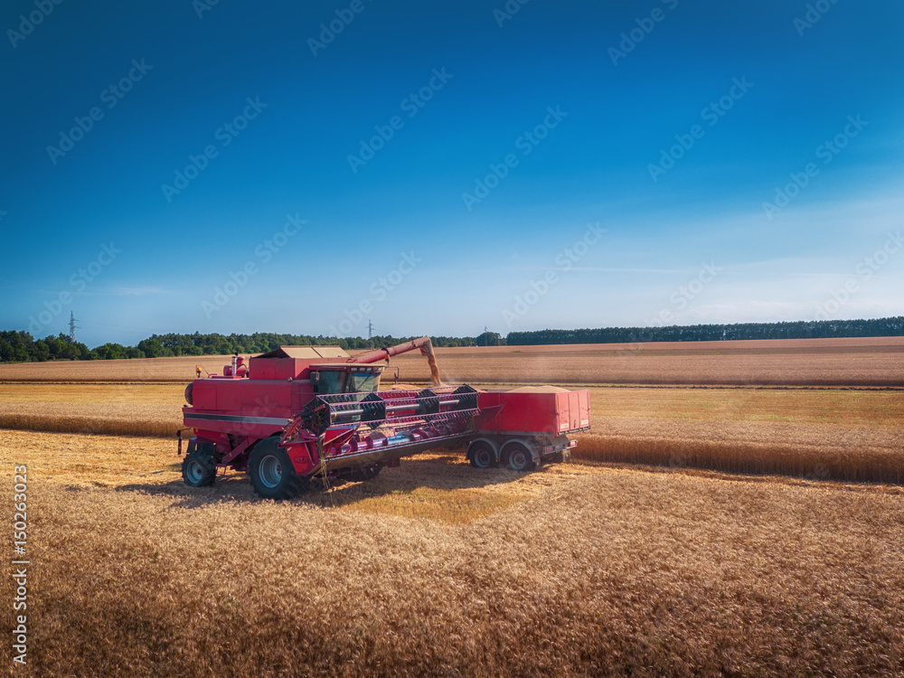 Obraz premium Aerial view of Combine harvester agriculture machine harvesting golden ripe wheat field