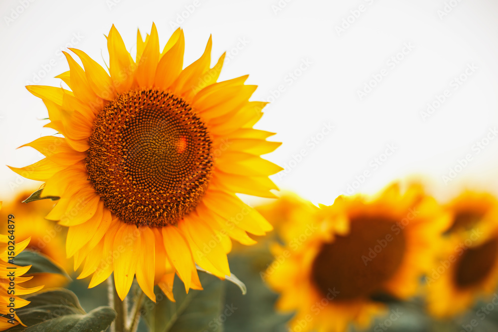 Obraz premium Sunflowers in the fields during sunset