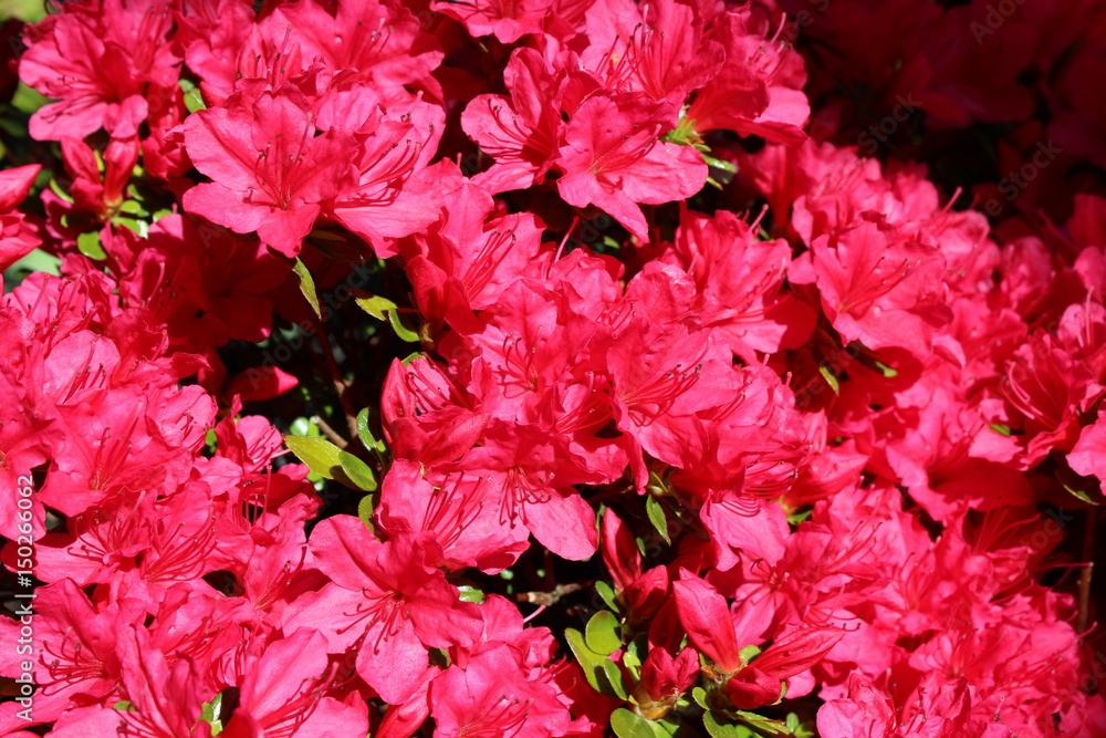 Red azalea blooms in spring sunshine Red azalea blooms in spring sunshine