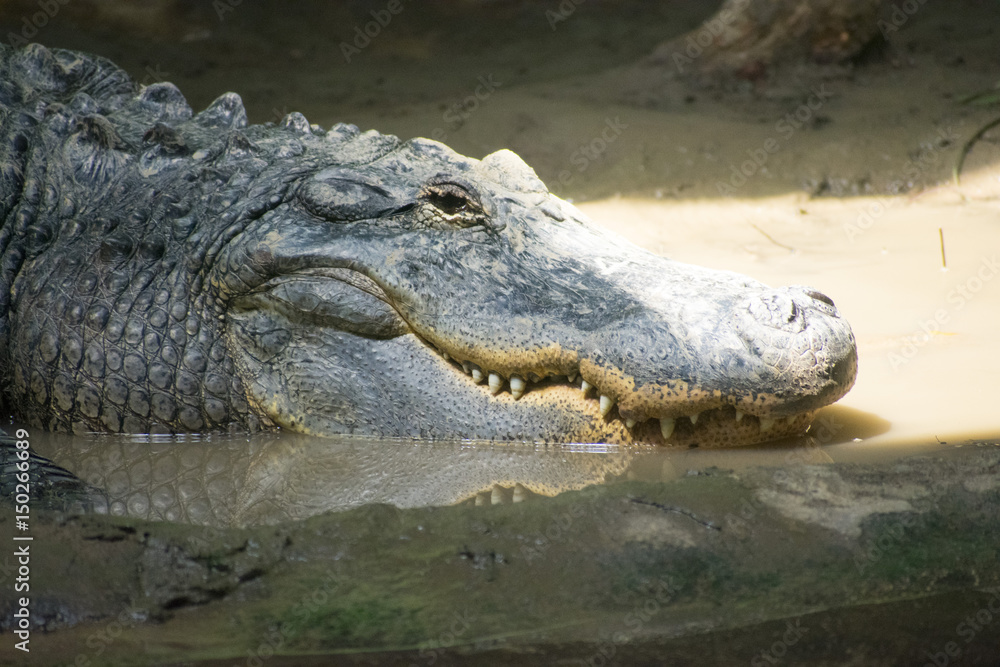 Obraz premium Gator Grin