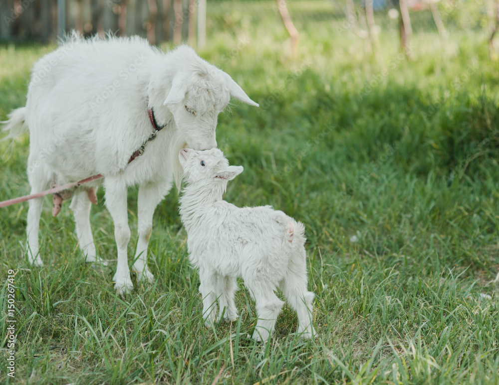 white goat on the grass, goat and baby goat white goat on the grass, goat and baby goat