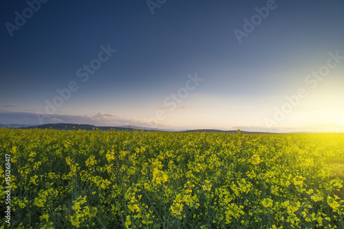 Yellow rape field with sunset sky