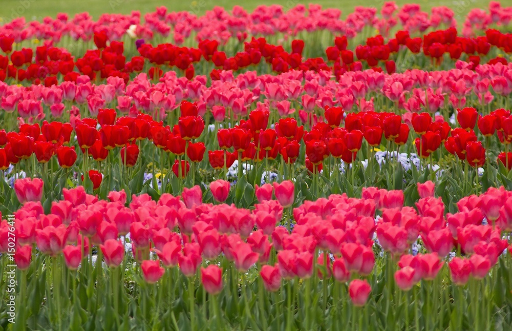 Reds tulip for background