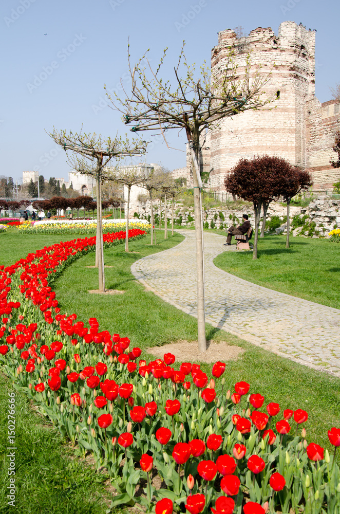 Obraz premium Tulip and spring flowers during the tulip festival
