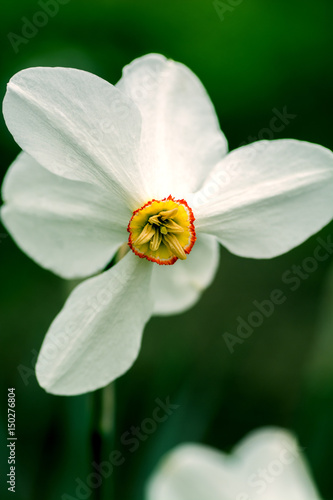 Fototapeta Naklejka Na Ścianę i Meble -  Fading white daffodil of irregular shape on a green background