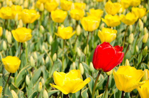 Tulip and spring flowers during the tulip festival photo