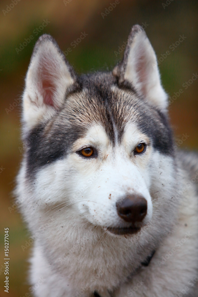 husky dog closeup portrait