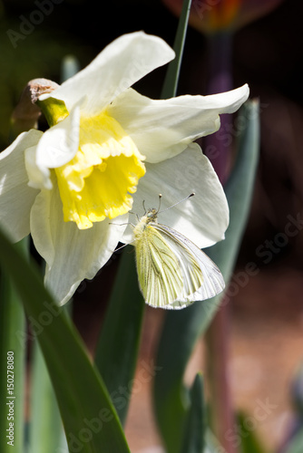 Fototapeta Naklejka Na Ścianę i Meble -  Cabbage white on a flower. Beautiful daffodil flower with white butterfly warming in the sun. Blooming narcissus in the garden. 