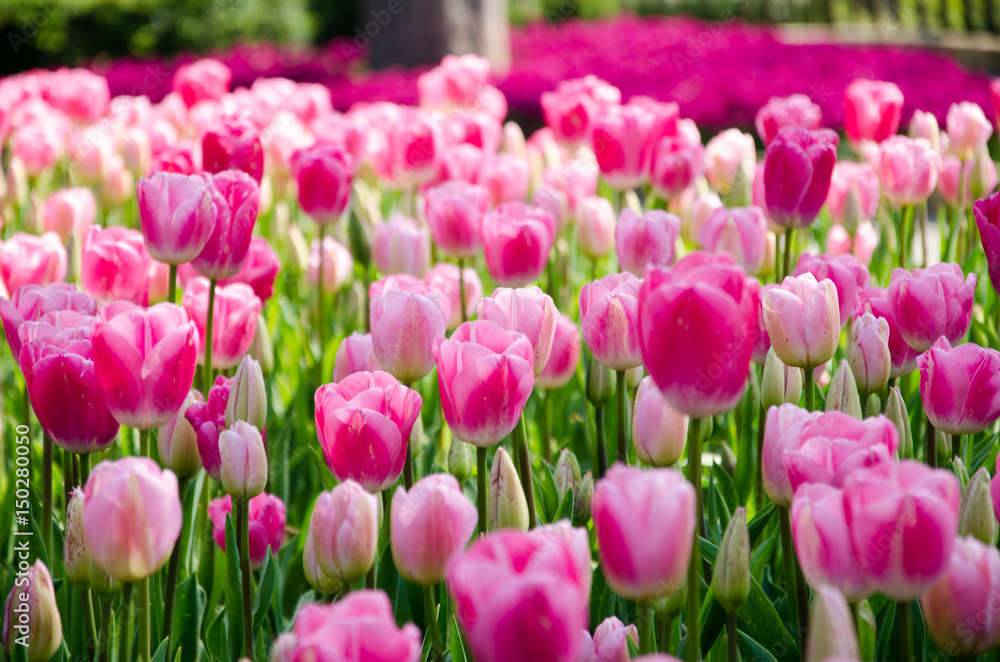 Tulip and spring flowers during the tulip festival Tulip and spring flowers during the tulip festival