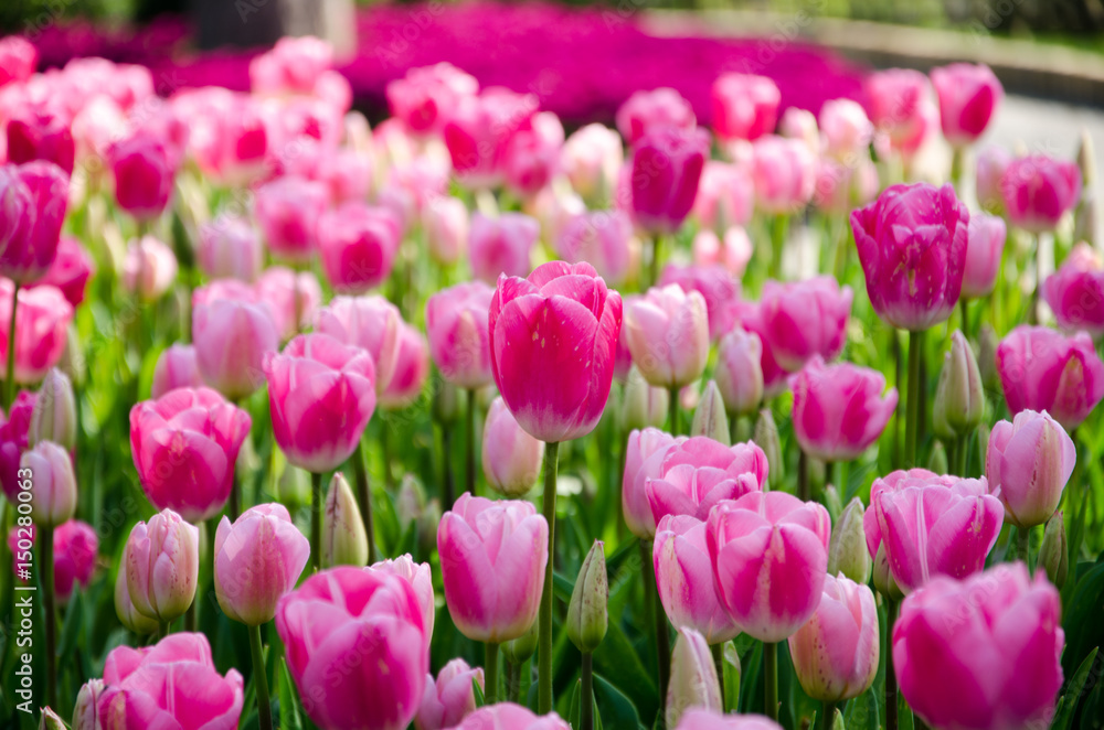 Tulip and spring flowers during the tulip festival Tulip and spring flowers during the tulip festival