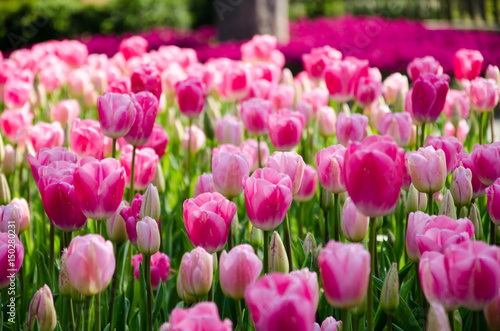 Tulip and spring flowers during the tulip festival