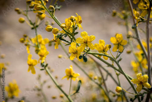 Yellow desert wildflowers.