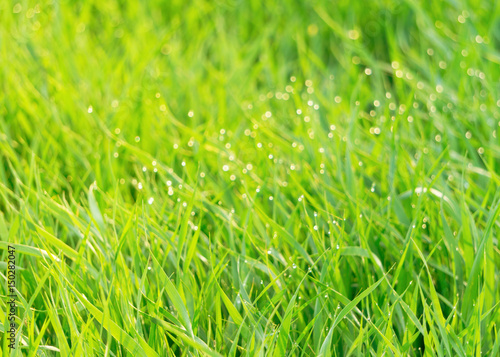 Green macro grass with shining water drops on summer sunlight. Copy space, close up, selective focus, horizontal abstract. Beautiful blurred foliage background.