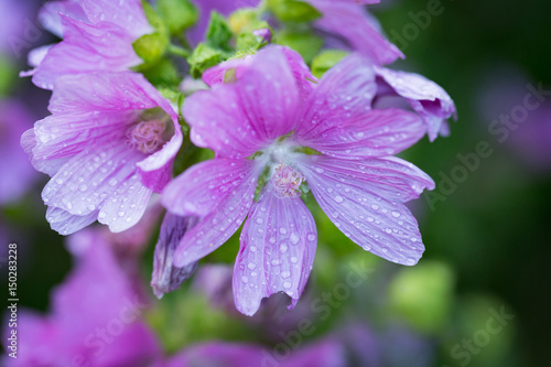 Mallow in the rain