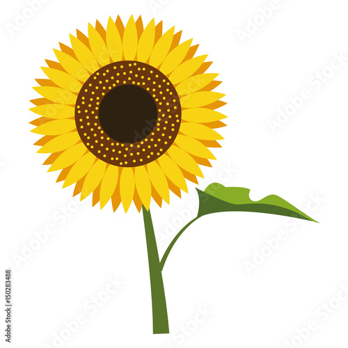 Isolated yellow sunflower