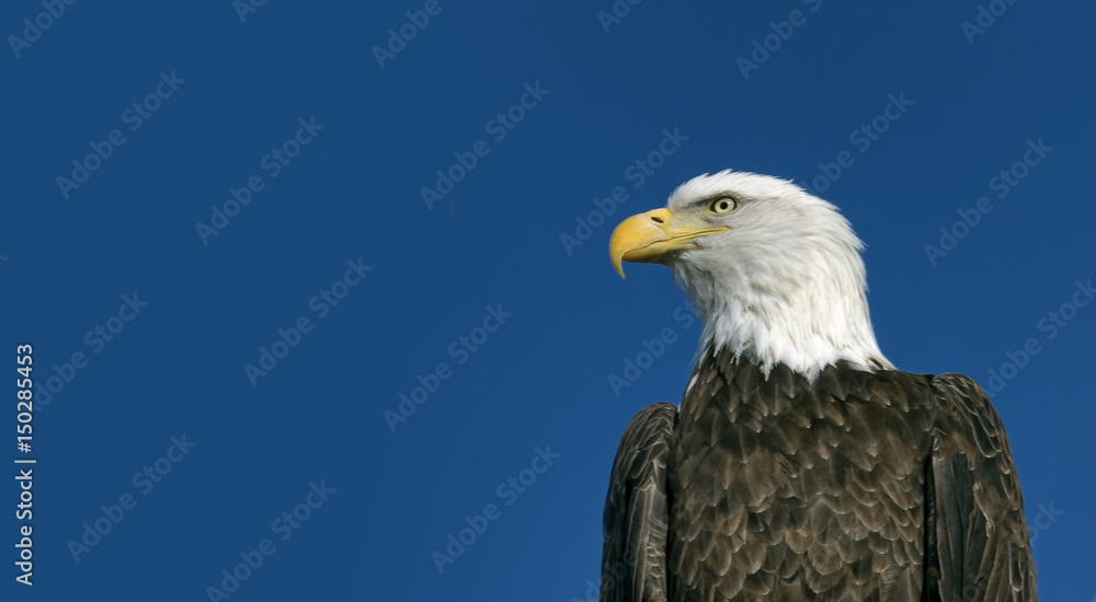 Profile of eagle looking sideways Profile of eagle looking sideways