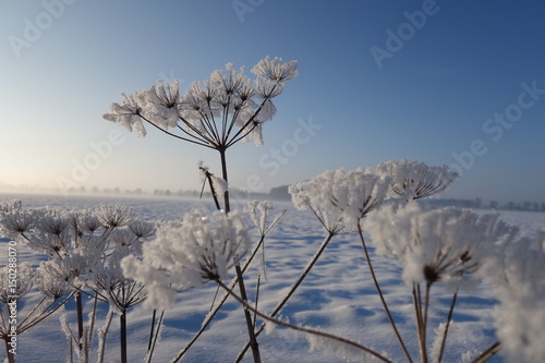 winter © Konni