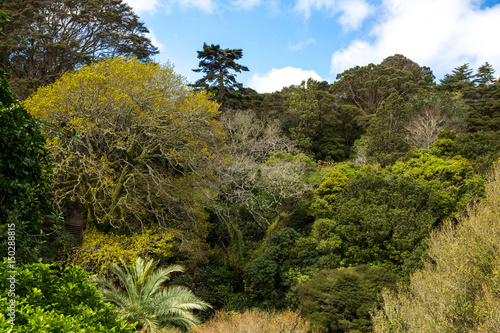 Fototapeta Naklejka Na Ścianę i Meble -  View of Wellington Botanic Garden.