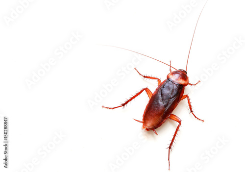 cockroach © chaipanya