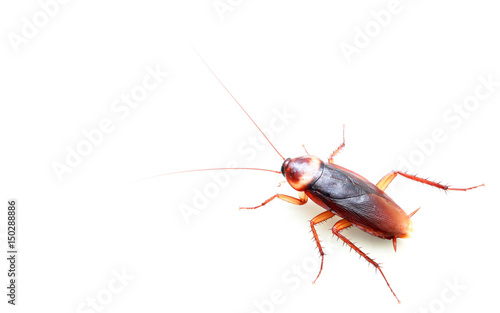 cockroach © chaipanya