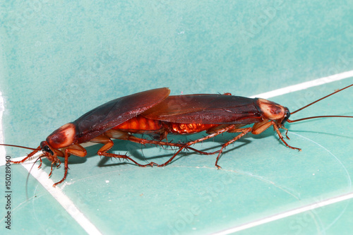 Cockroaches are breeding