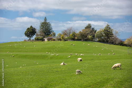 View of green hills in New Zealand.