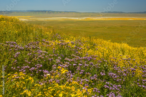 hillside daisies and phacelia carpet the Temblor Range with Soda Lake in the distance, Carrizo Plains National Monument, California © Chuck Place