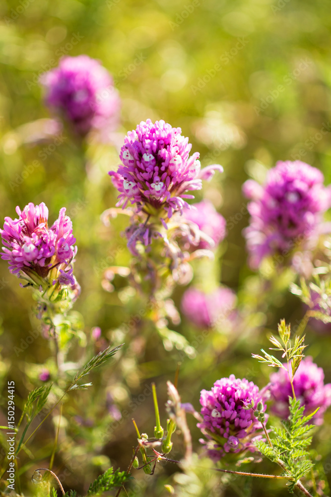 owl's clover blooms in the Temblor Range, Carrizo Plains National Monument, California